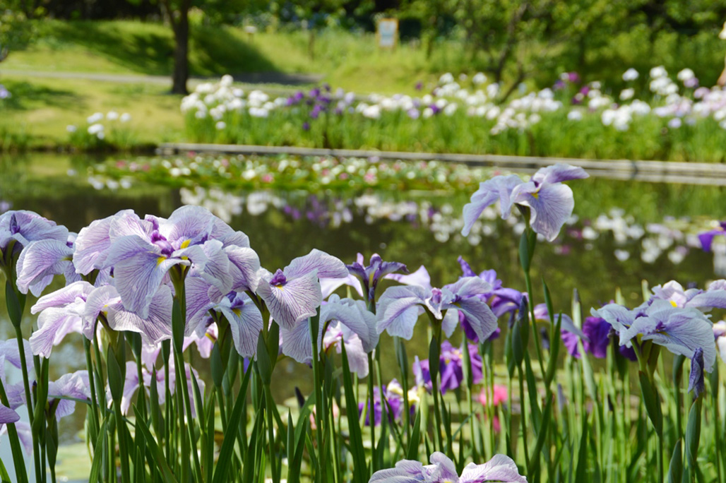 Odawara Flower Garden