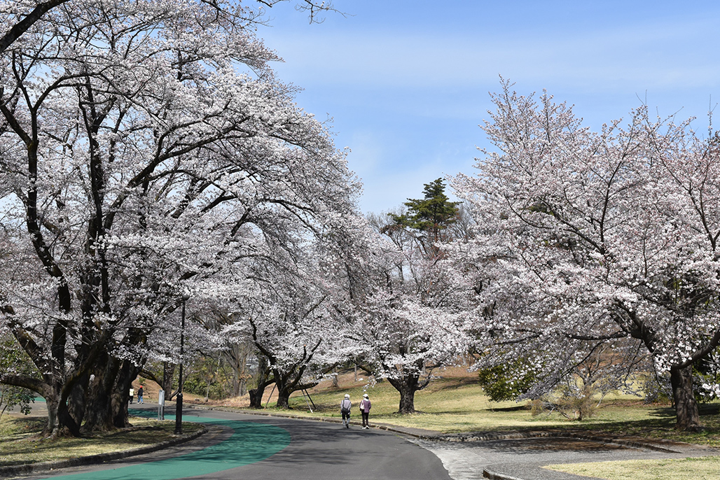 埼玉県営 狭山稲荷山公園
