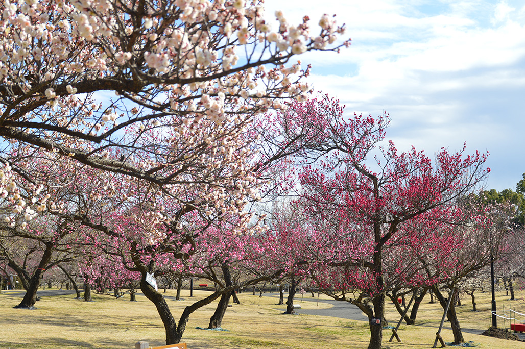 Odawara Flower Garden