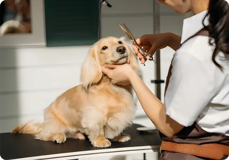 PET-SPA